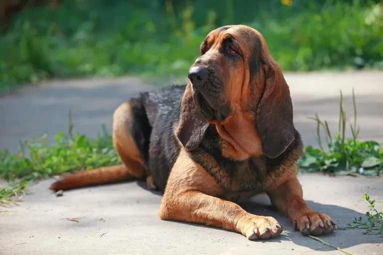Bloedhond