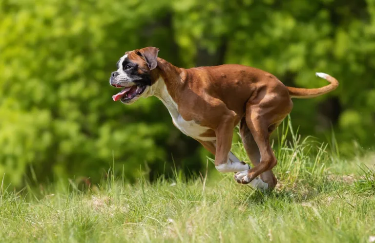 boxer