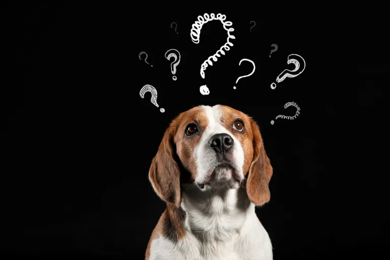 Waarom inconsistente regels je hond in de war brengen