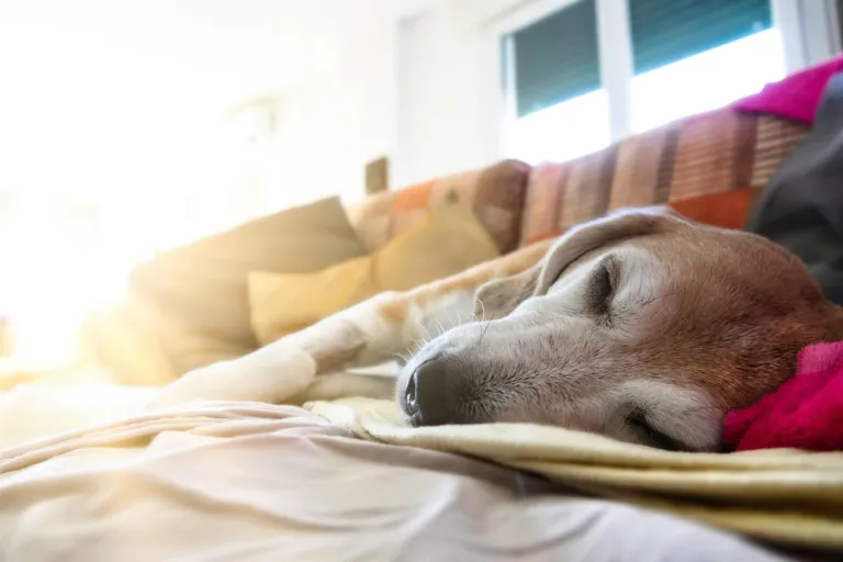 Wat gebeurt er bij het laten inslapen van een hond