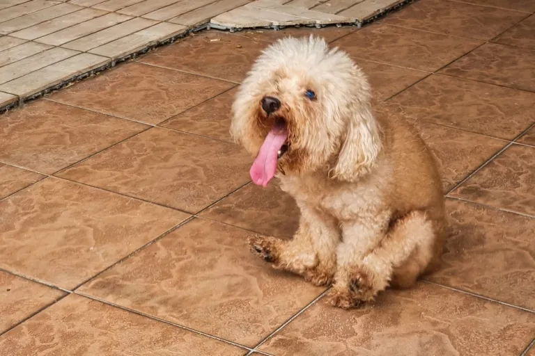 Sleetje rijden bij honden: waarom schuurt je hond met zijn billen over de grond?