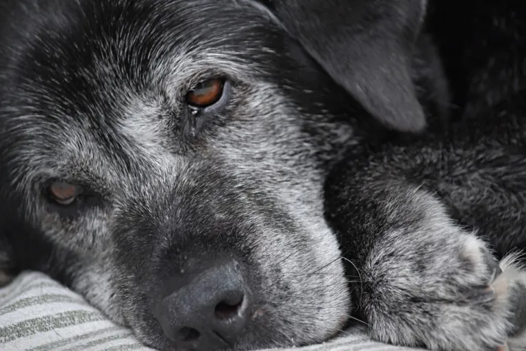 Sterven honden weleens een natuurlijke dood?