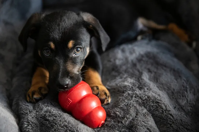 kong