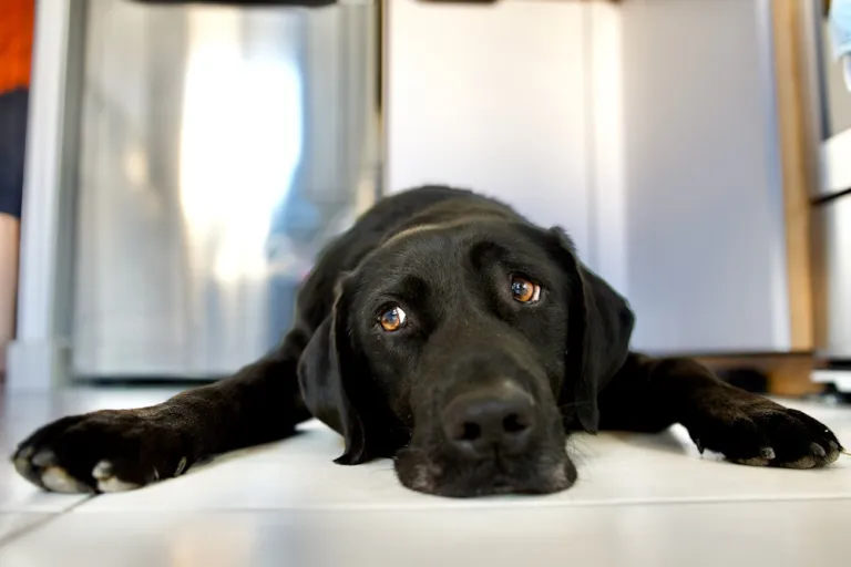 Loopsheid bij honden: alles wat je moet weten