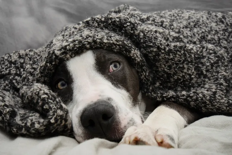 Waarom je hond niet alleen wil blijven (en wat jij eraan kunt doen)