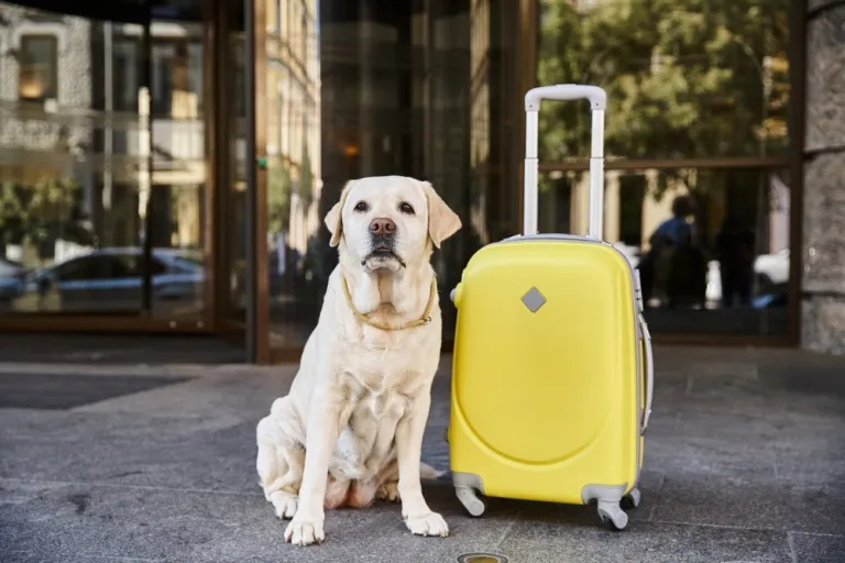Op pad met je hond – Zo maak je reizen comfortabel en veilig