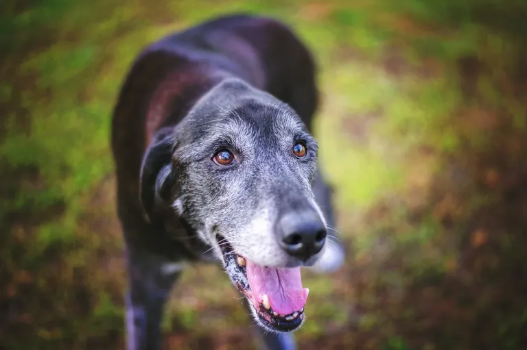 Wat je hond je probeert te vertellen als hij trager wordt