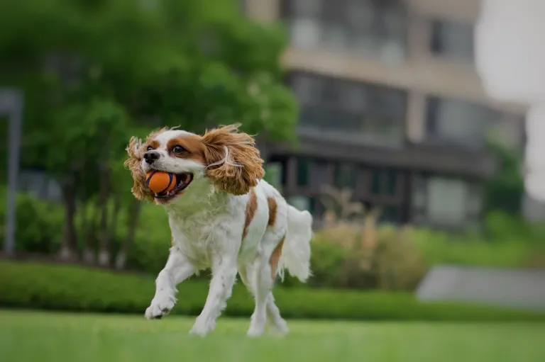 Waarom spelen belangrijk is voor de gezondheid van je hond