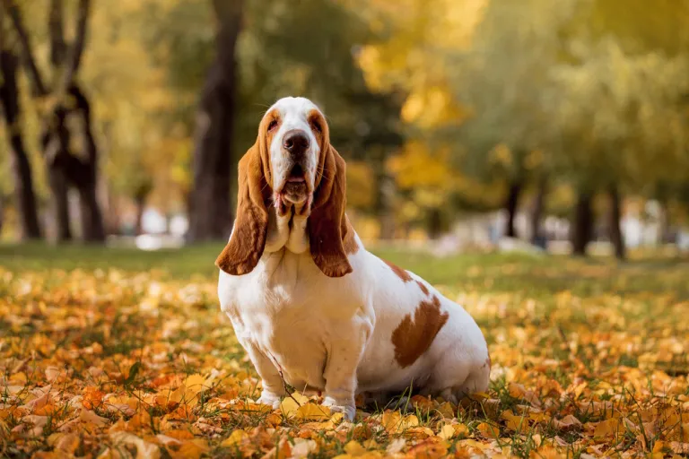 hound basset