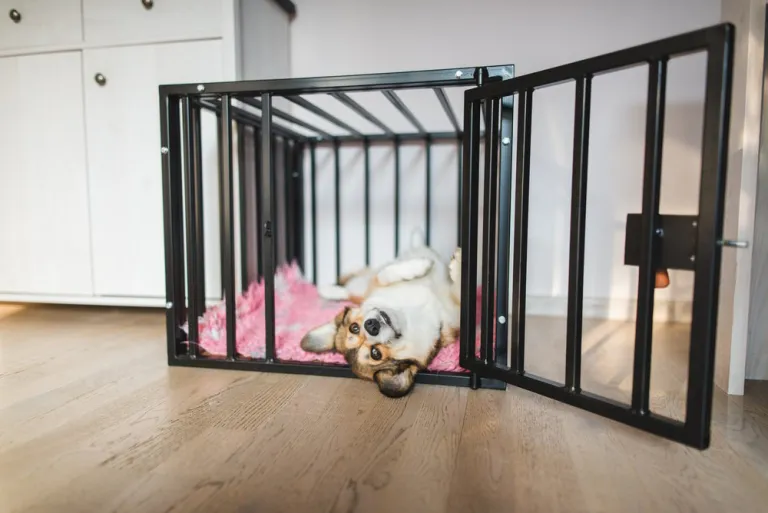 Een eigen plek voor je hond: is dat zielig?