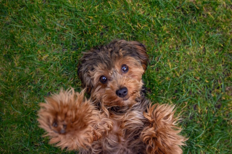 9 Populaire Poedel Kruisingen (“Designer honden” of Doodles)