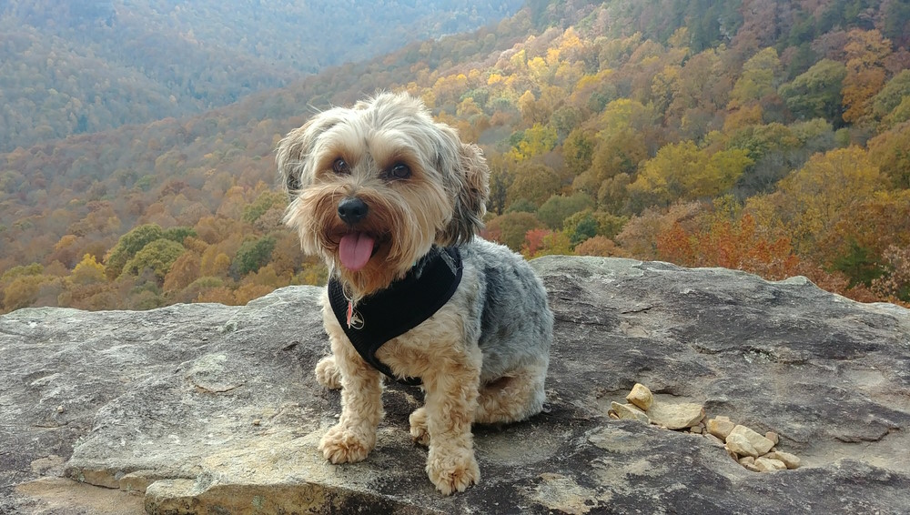 Yorkipoo (2)