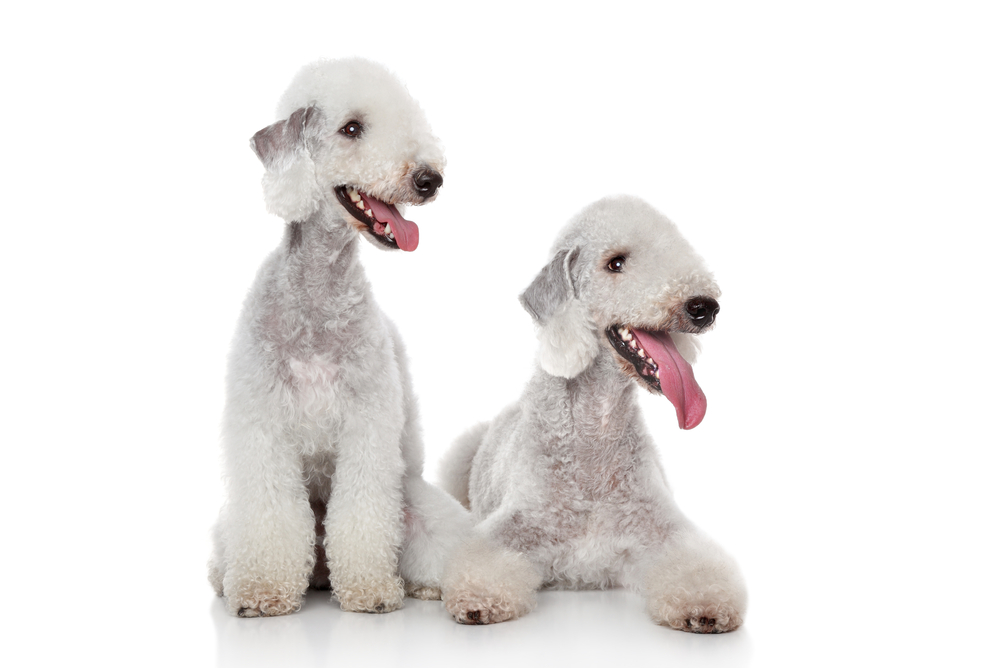 bedlington terrier