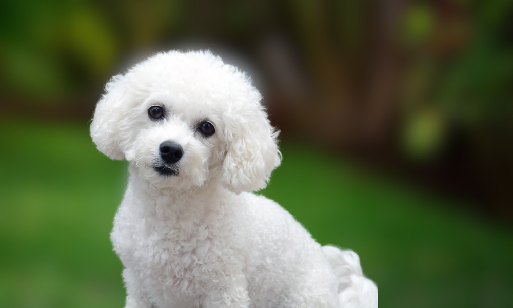 bichon frise