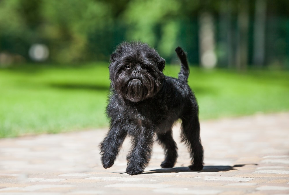 Affenpinscher (2)