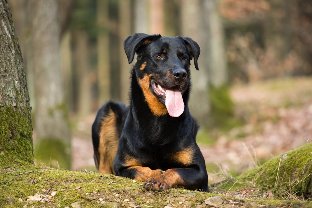 Beauceron (2)