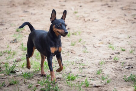 Dwergpinscher