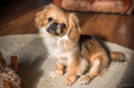 Tibetaanse spaniel