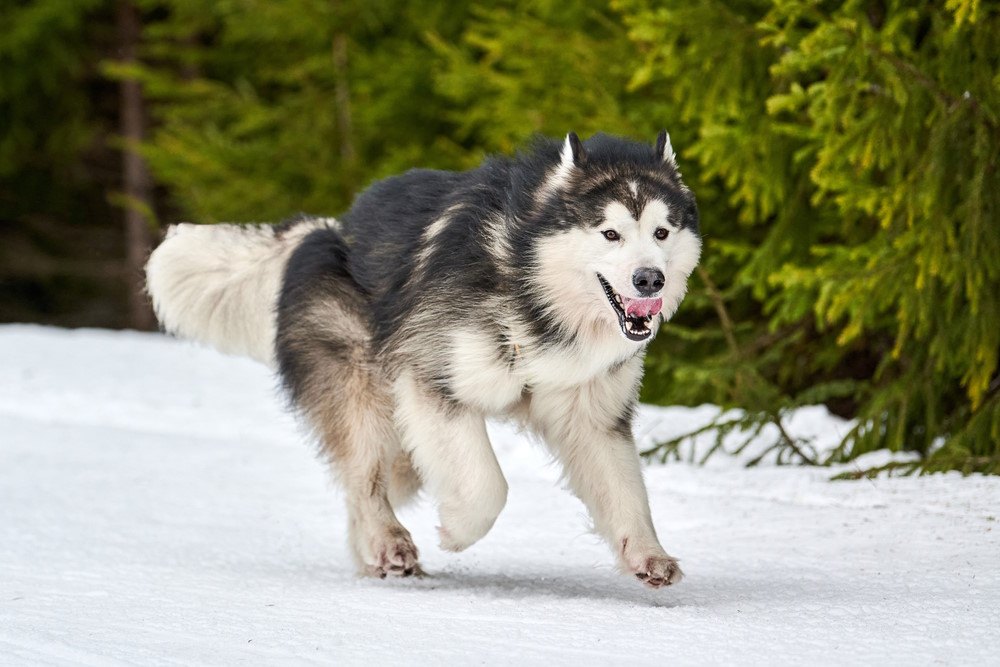 alaska malamute