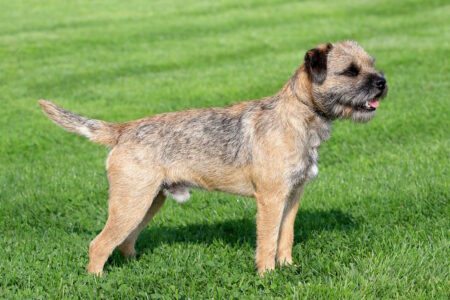 border terrier
