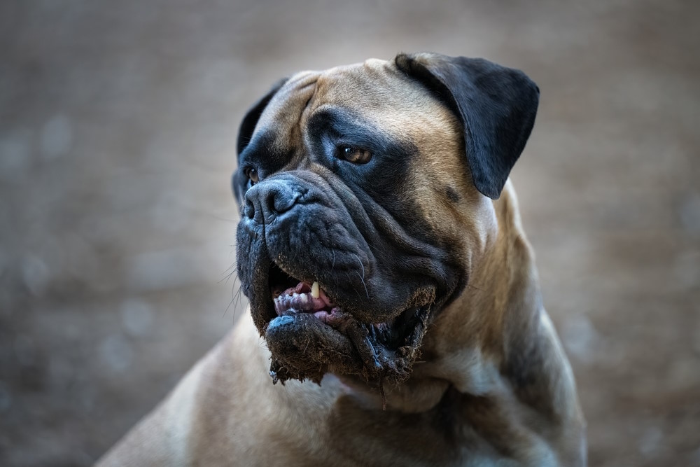 bullmastiff
