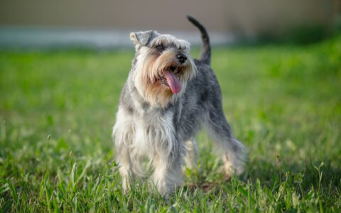 dwerg schnauzer