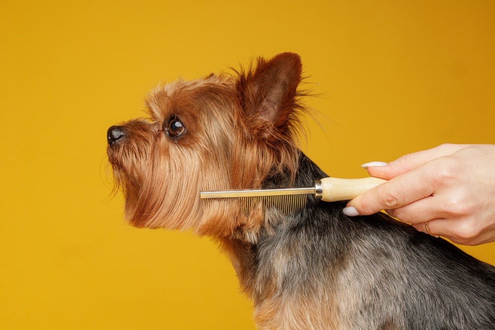Zo houd je de vacht van je hond gezond en glanzend