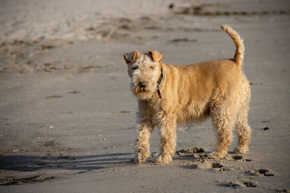 lakeland terrier