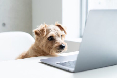 norfolk terrier