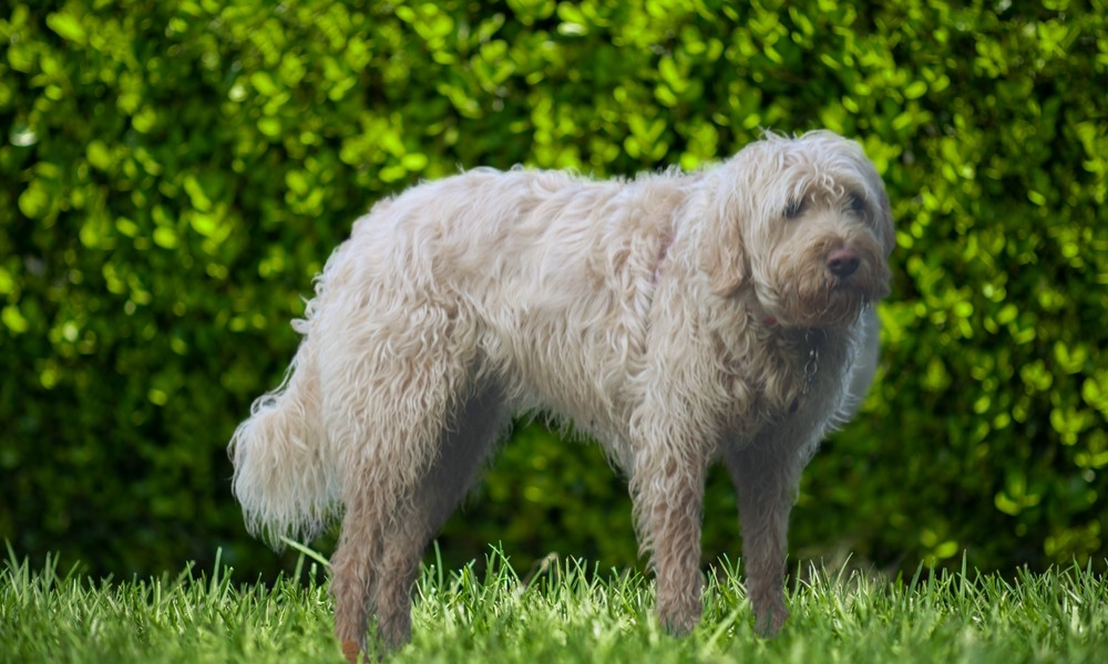 otterhound