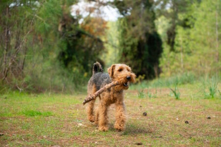 welsh terriër