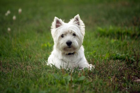 westie