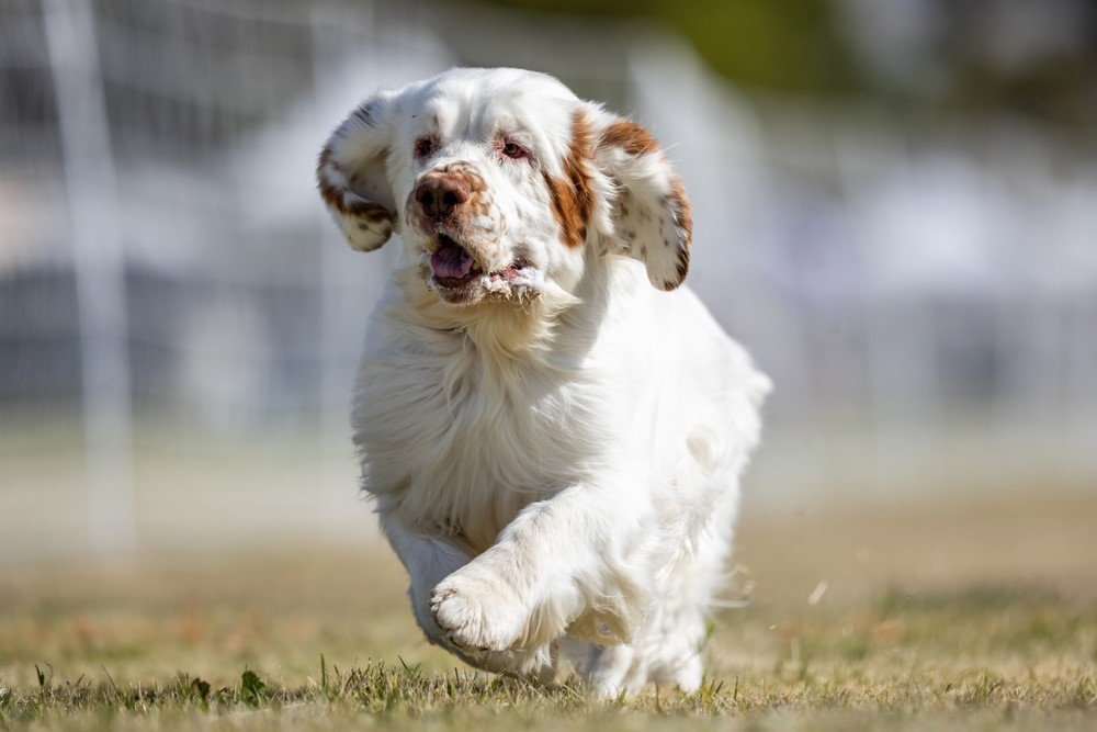 Clumber spaniel