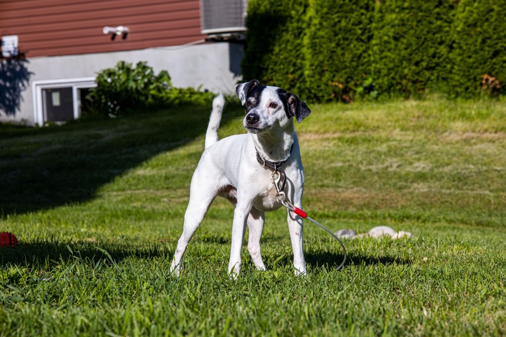 Deens Zweedse boerderijhond