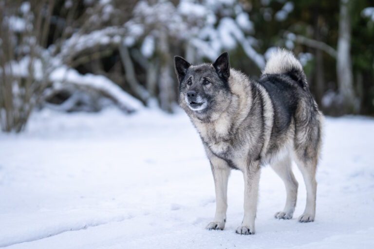 Noorse Elandhond