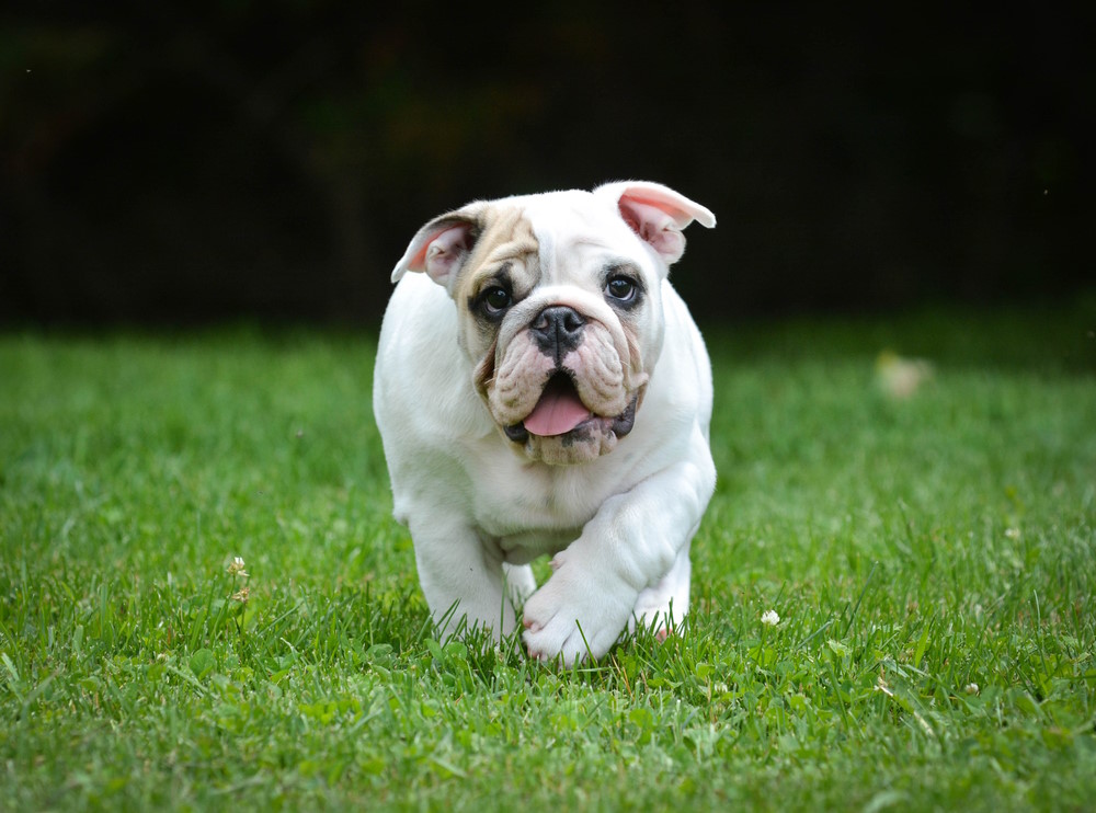 Old English Bulldog