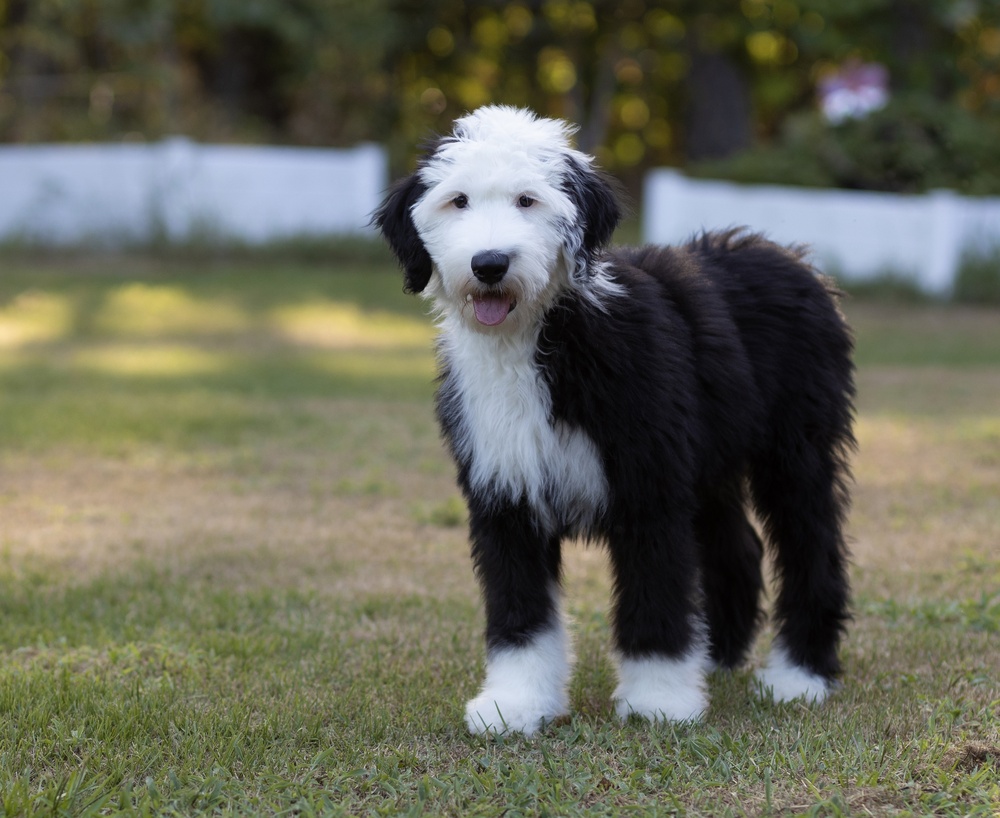 Sheepadoodle