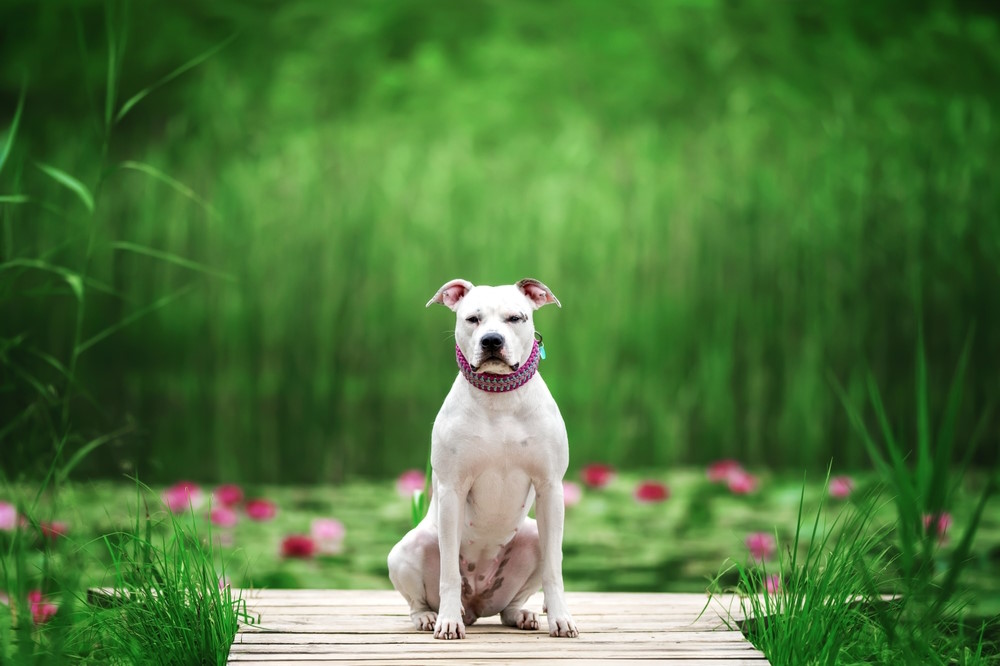Amerikaanse Bulldog