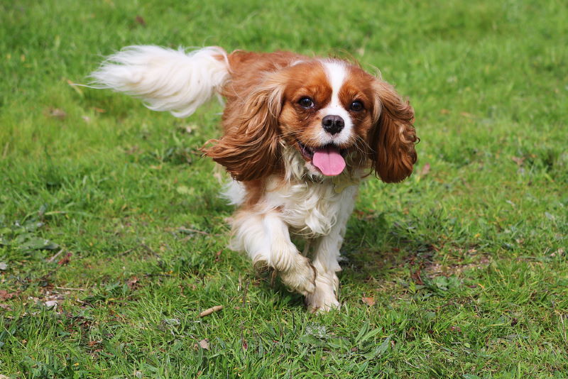Cavalier King Charles SpaniΓ«l: Het liefste ras met de slechte gezondheid