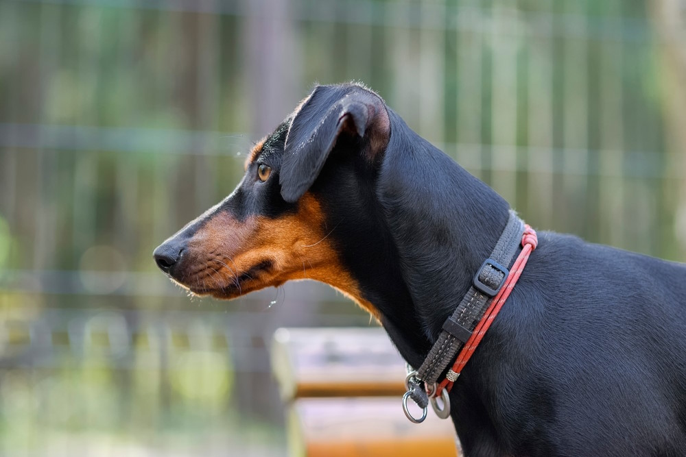 duitse pinscher
