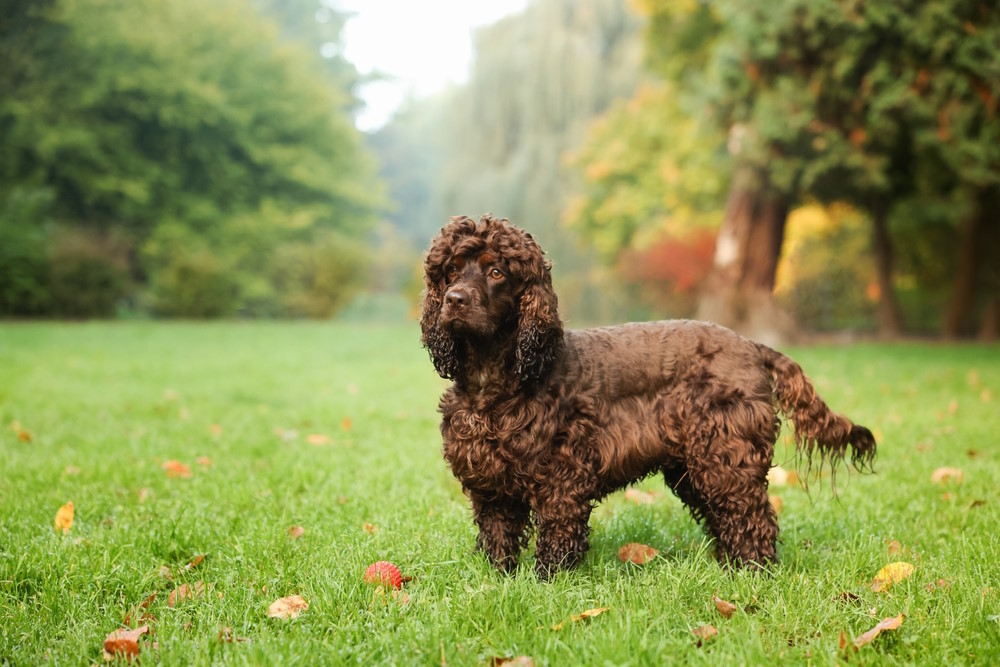 ierse waterspaniel