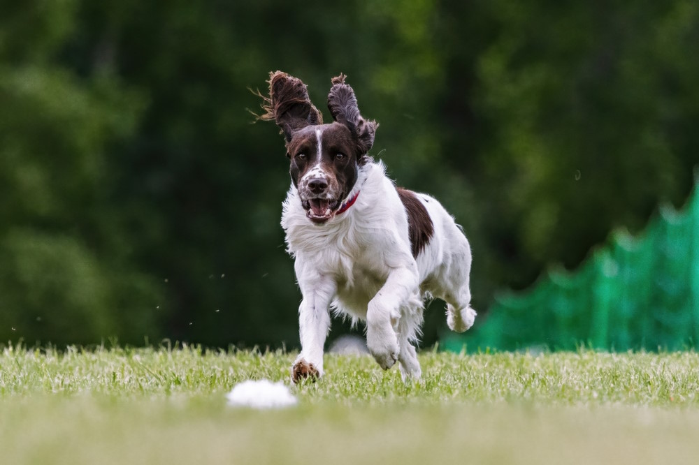 Engelse Springer Spaniël