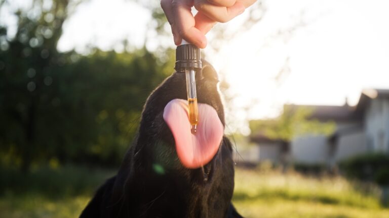 CBD voor Honden met Angst: Werking en Veilige Dosering