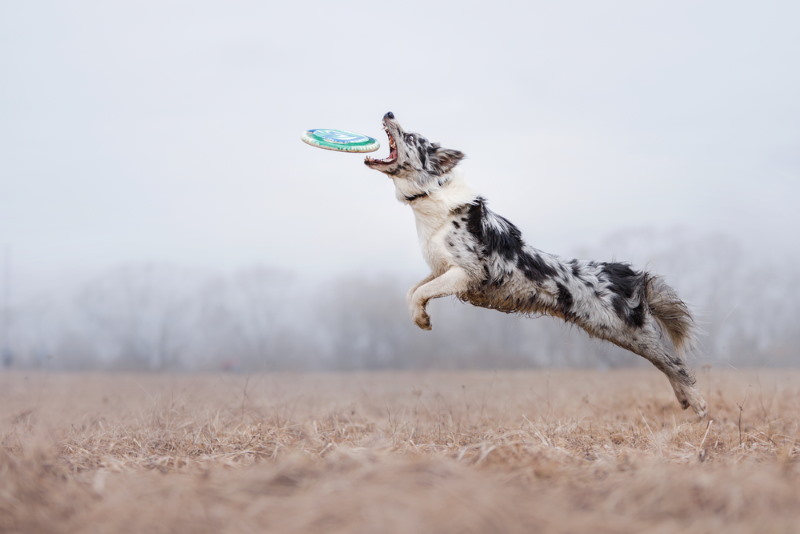 Australische Herdershond (Australian Shepherd)