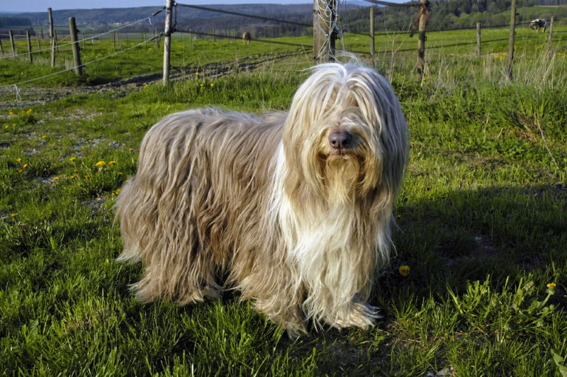 Bearded Collie