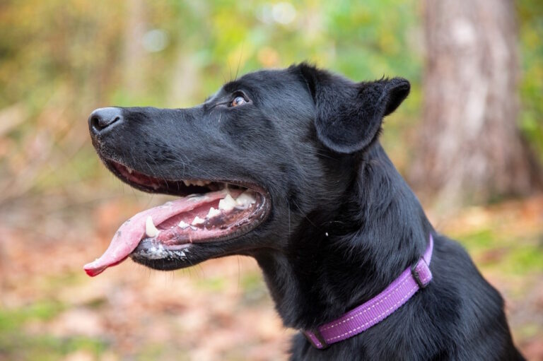 Eerlijk over de Sheprador – Kruising Duitse Herder x Labrador