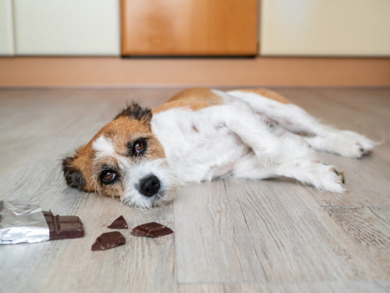 Dit Mogen Honden Niet Eten! (Gevaarlijk & Giftig)