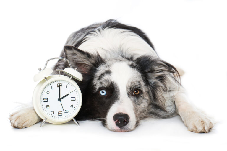 10 Leuke feitjes over honden die je nog niet wist