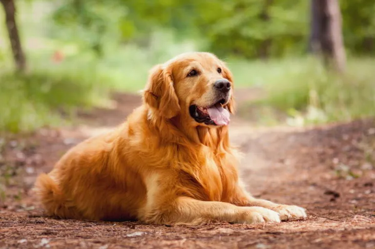 Top 10 Beste Hondenrassen voor Beginners