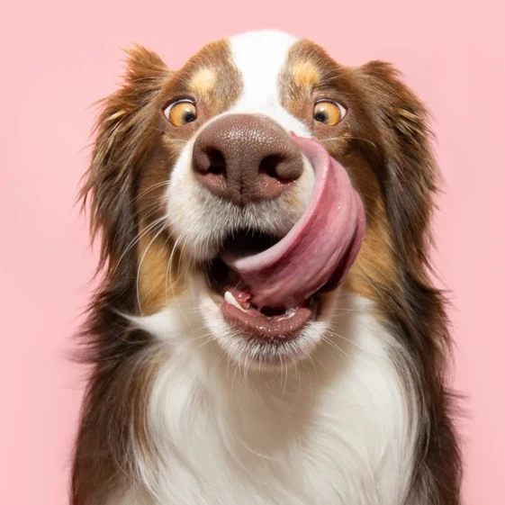 mag mijn hond dit eten